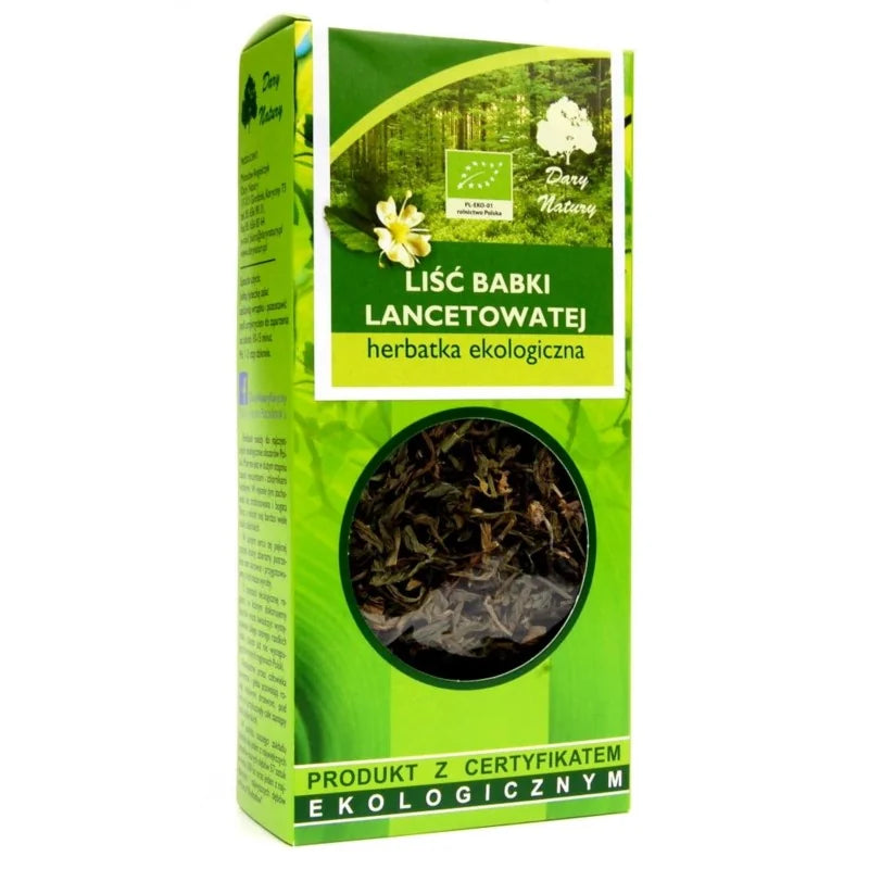 Liść babki lancetowatej
